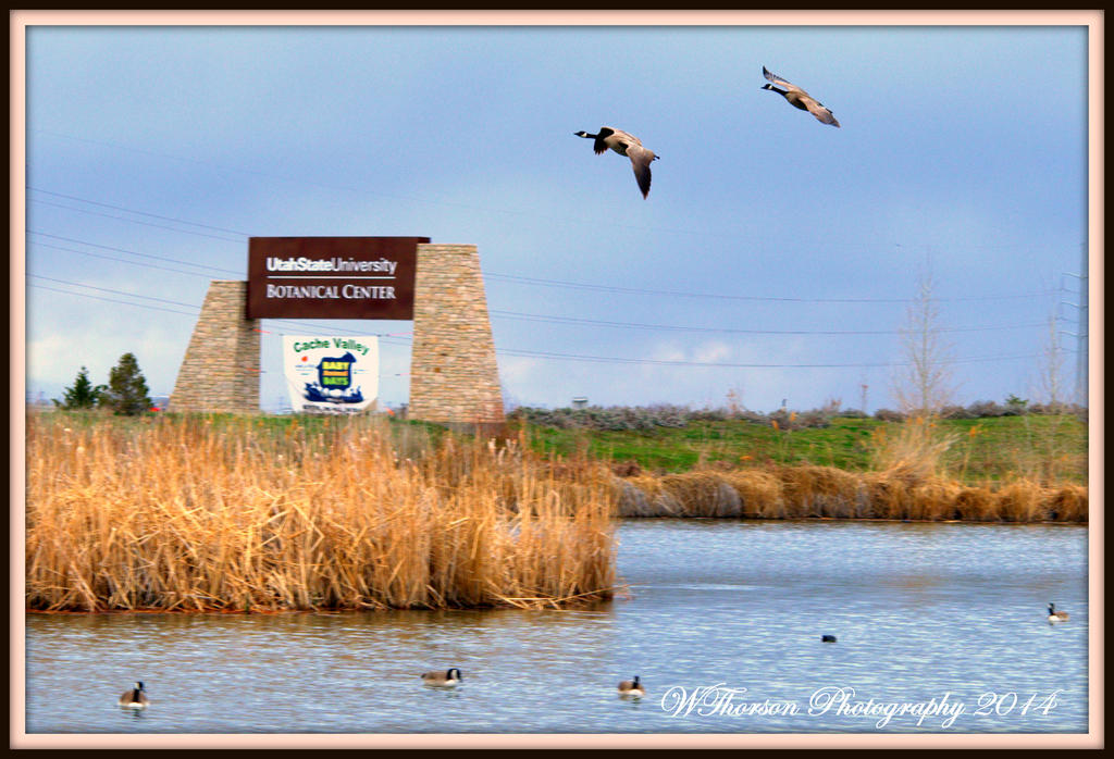 Geese at USU Kaysville.jpg