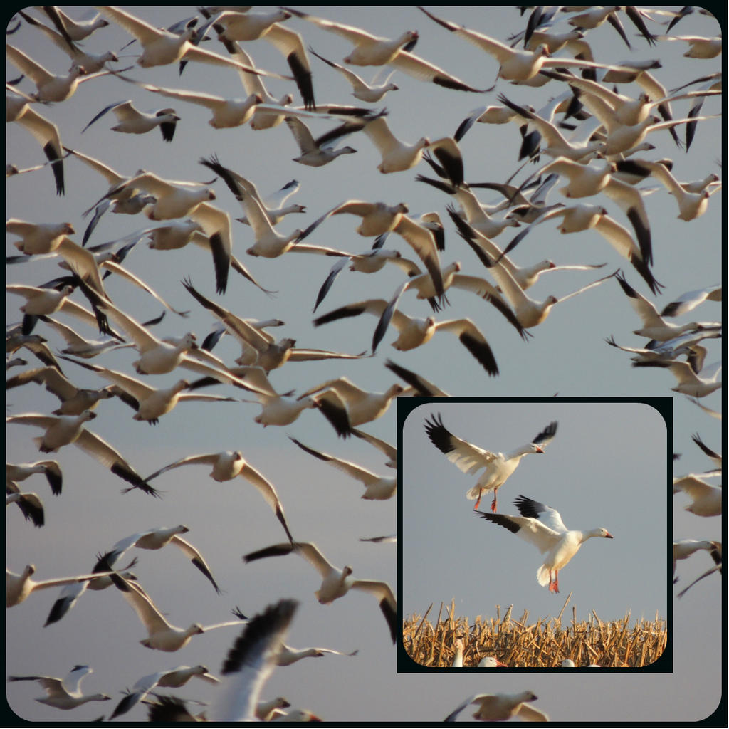 geese collage.jpg