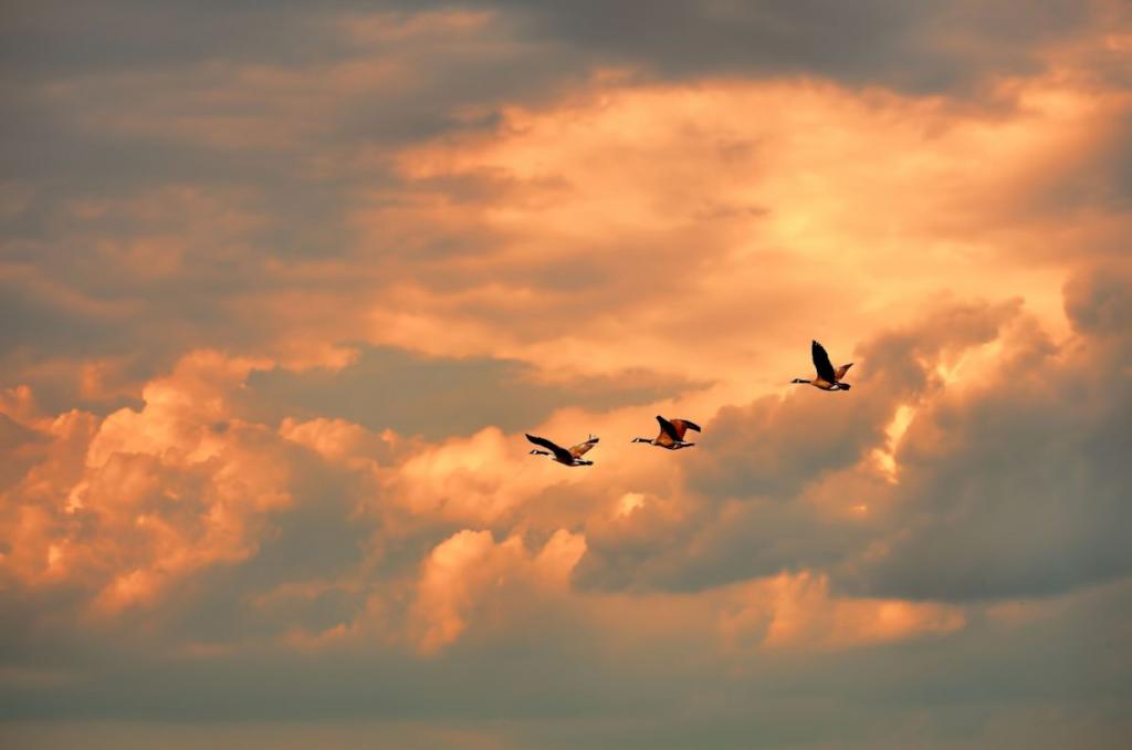 geese in clouds1200.jpg