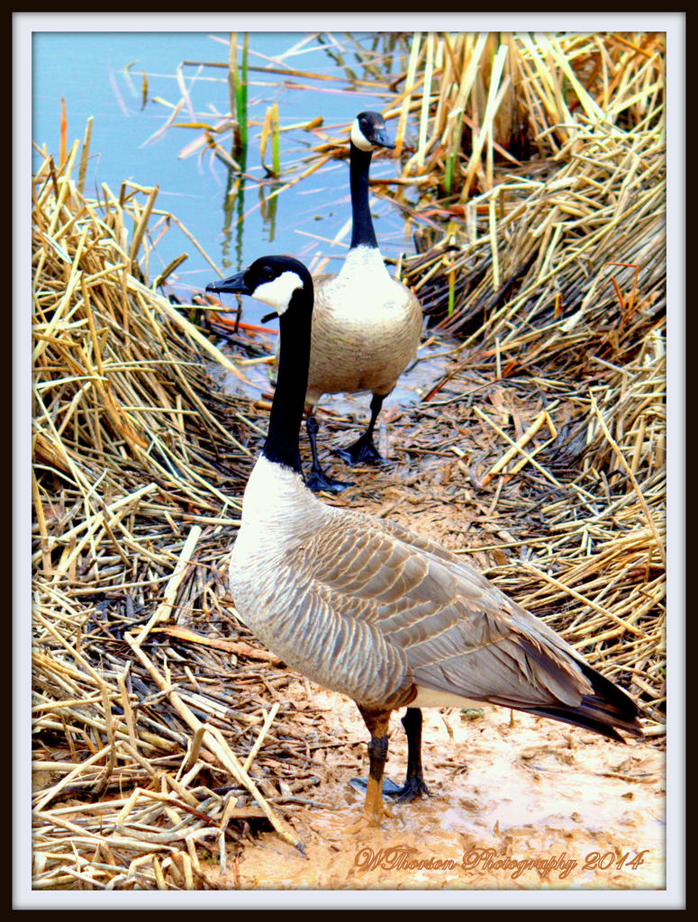 Geese in the Mud.jpg