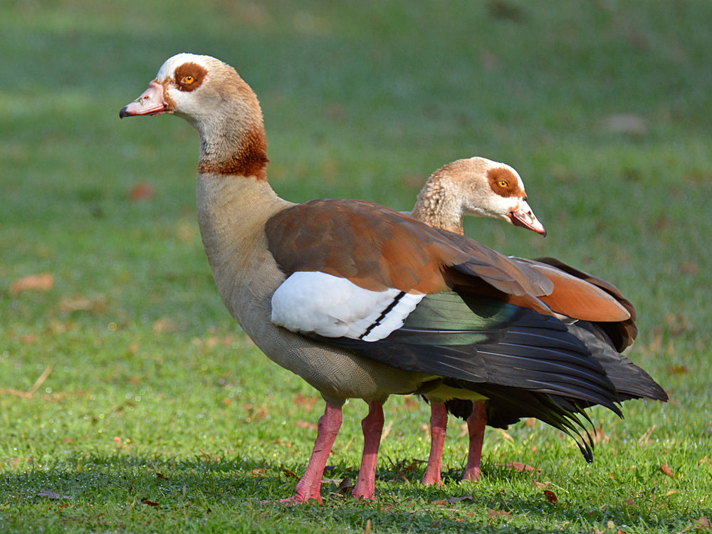 Geese.jpg