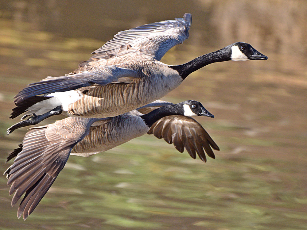 Geese.jpg