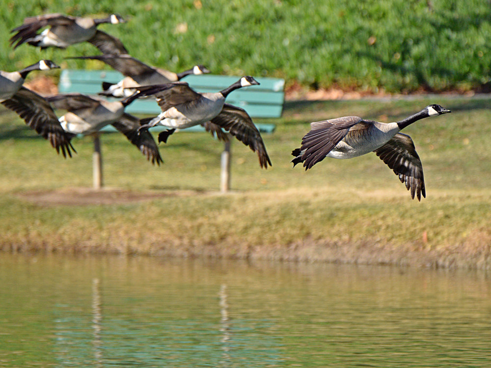 Geese.jpg