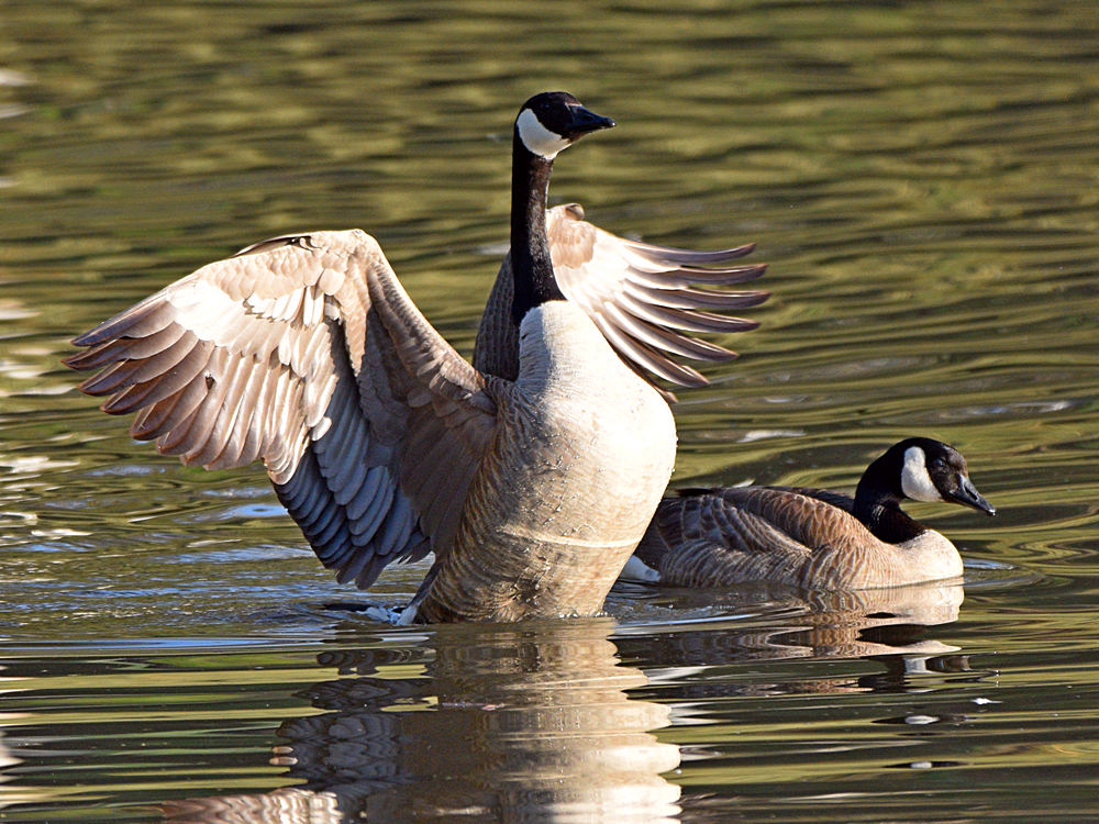 Geese.jpg