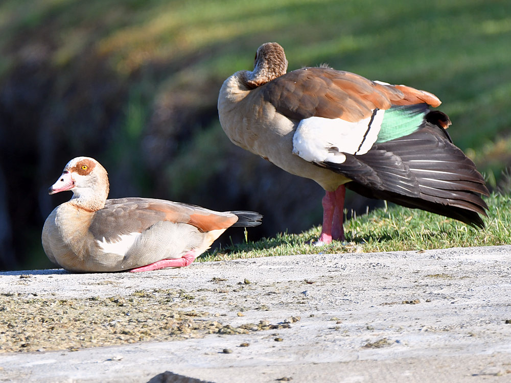 Geese.jpg