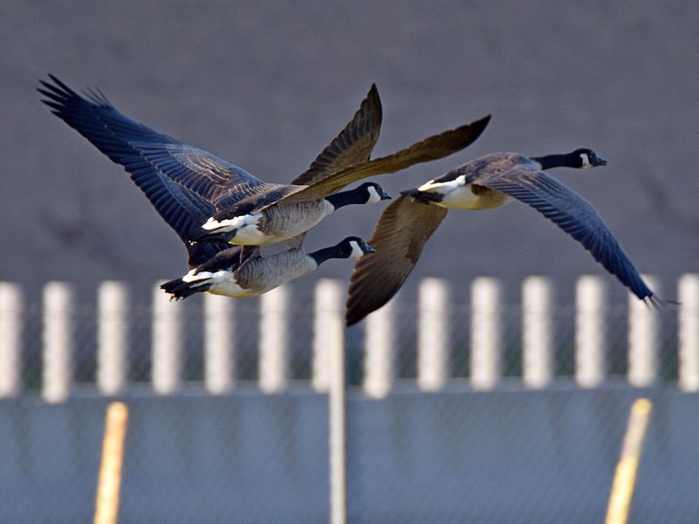 Geese.jpg