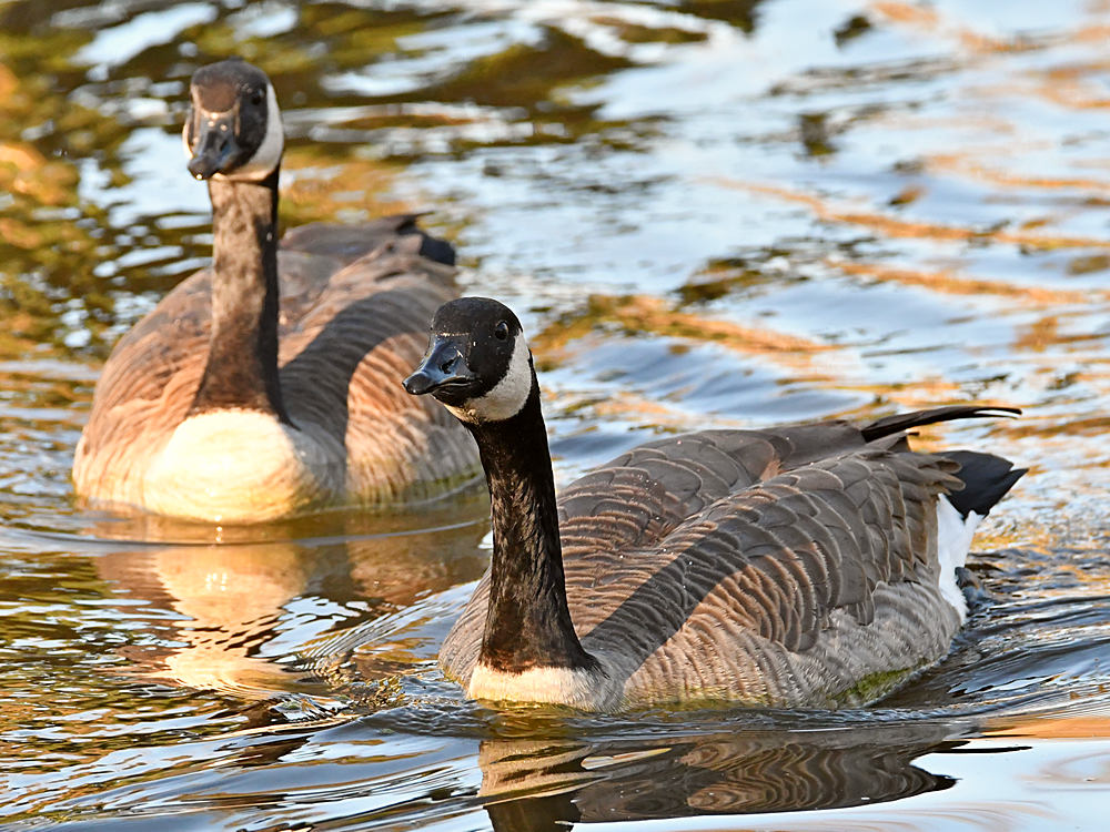 Geese.jpg