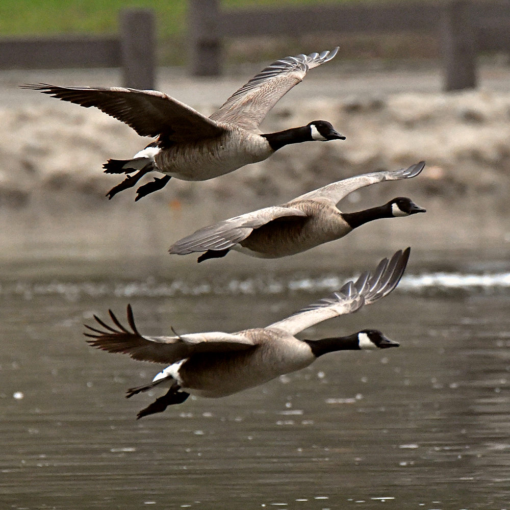 Geese.jpg