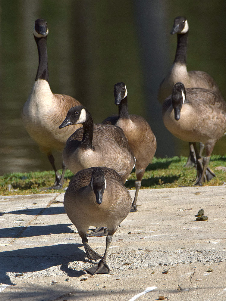 Geese.jpg