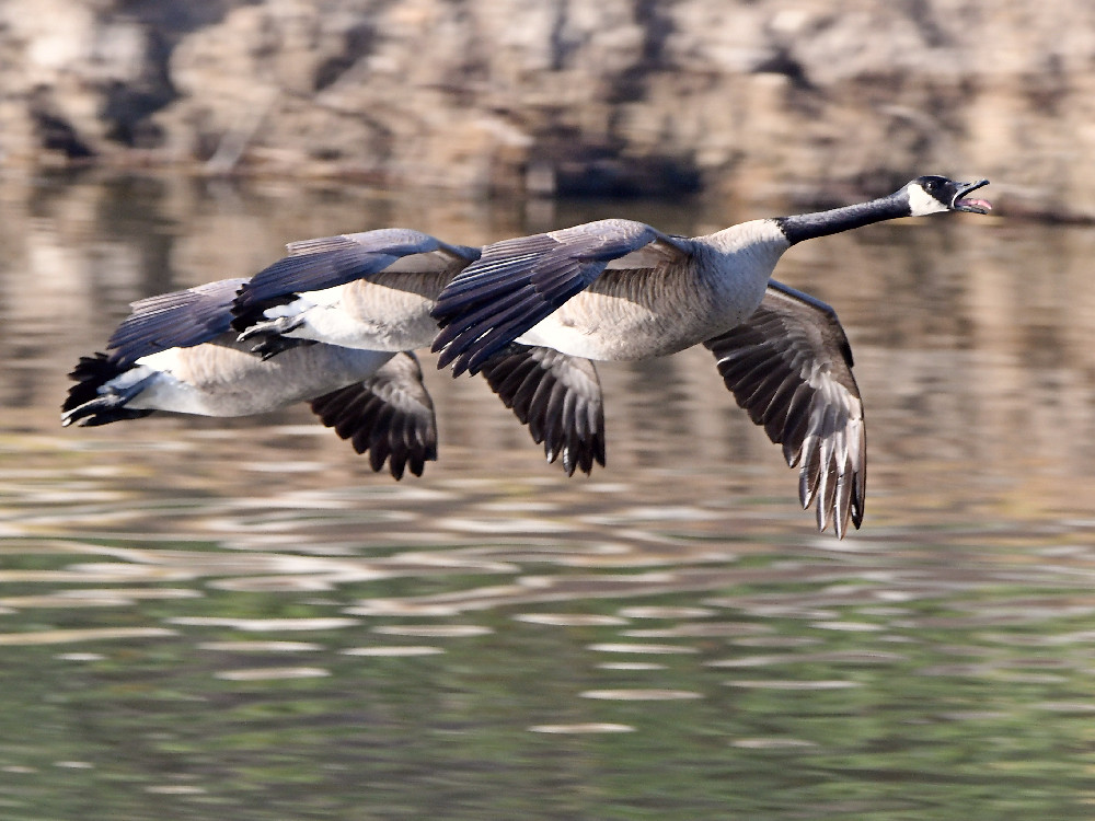 Geese.jpg