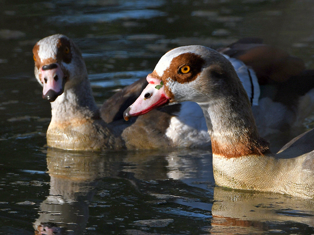 Geese.jpg