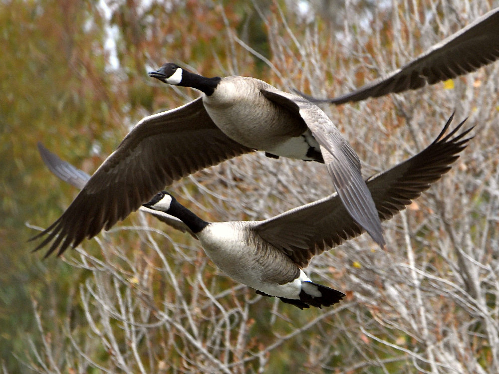 Geese.jpg