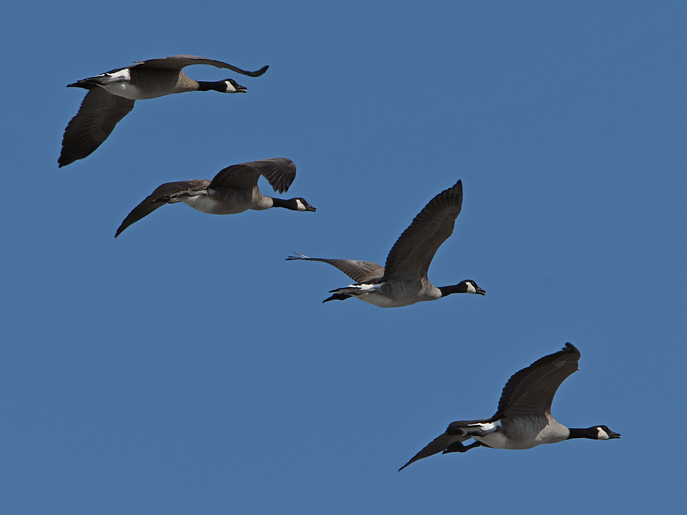 Geese.jpg