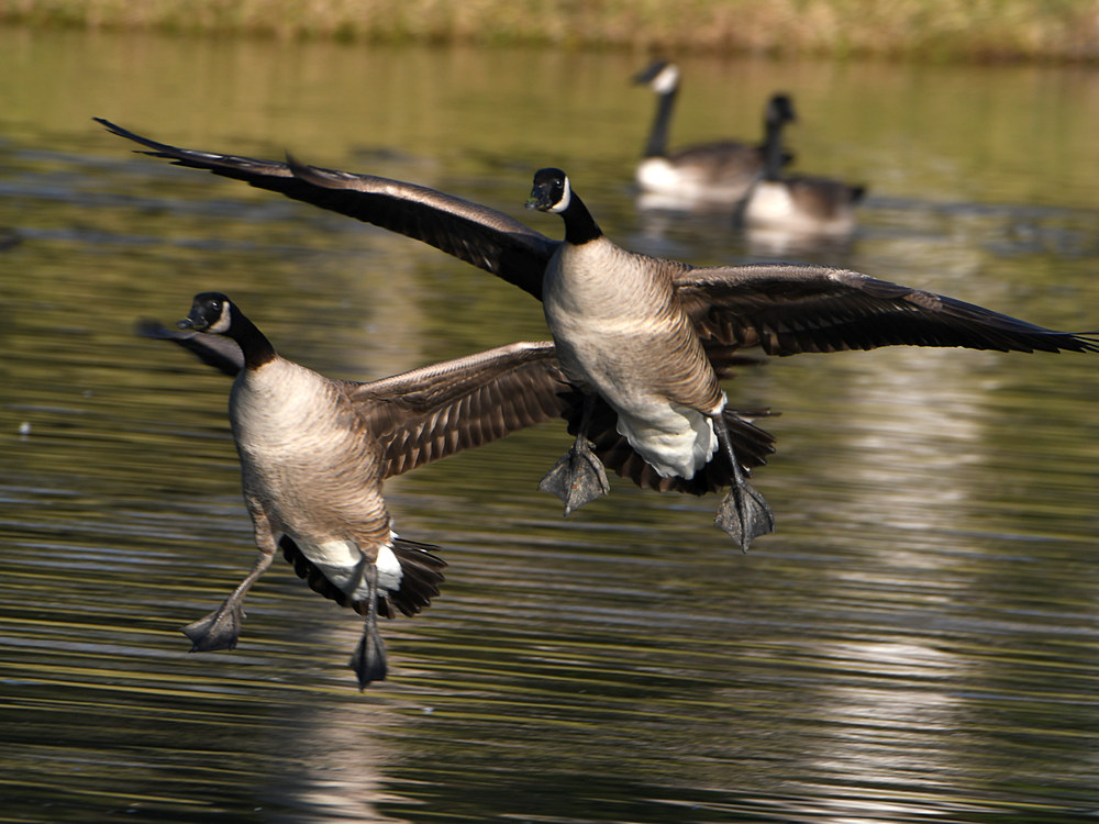 Geese.jpg