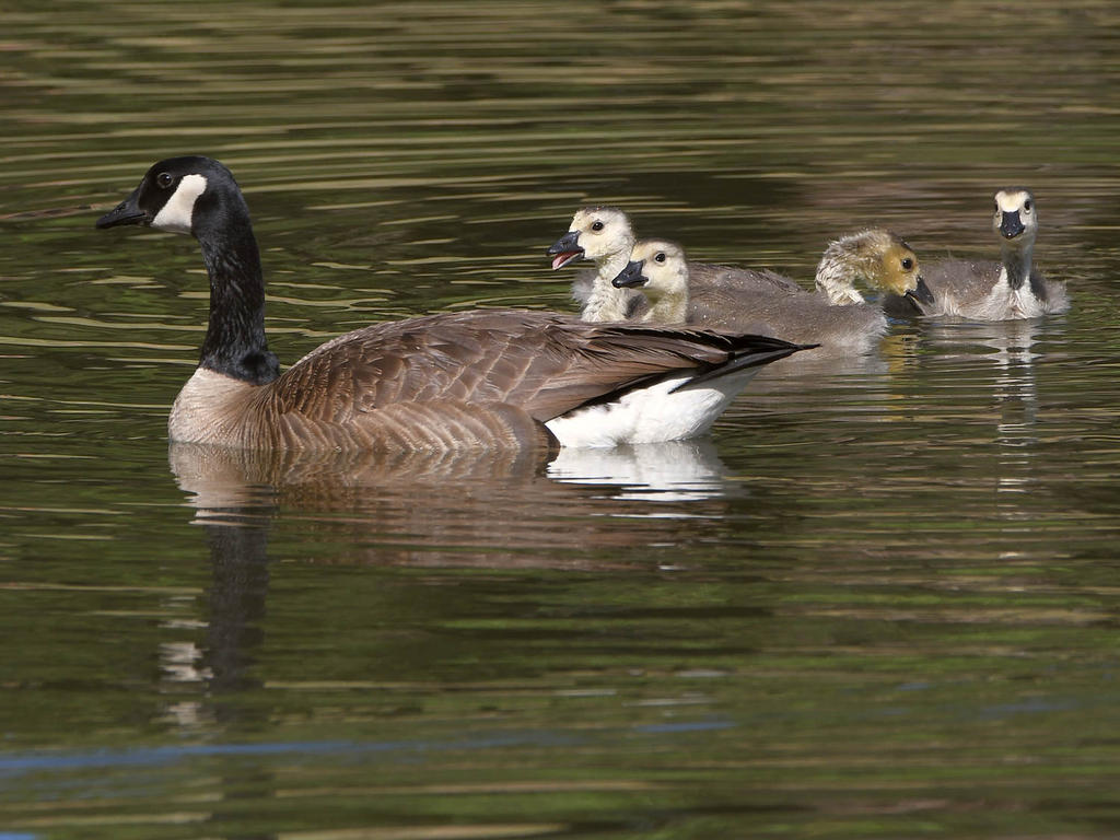 Geese.jpg