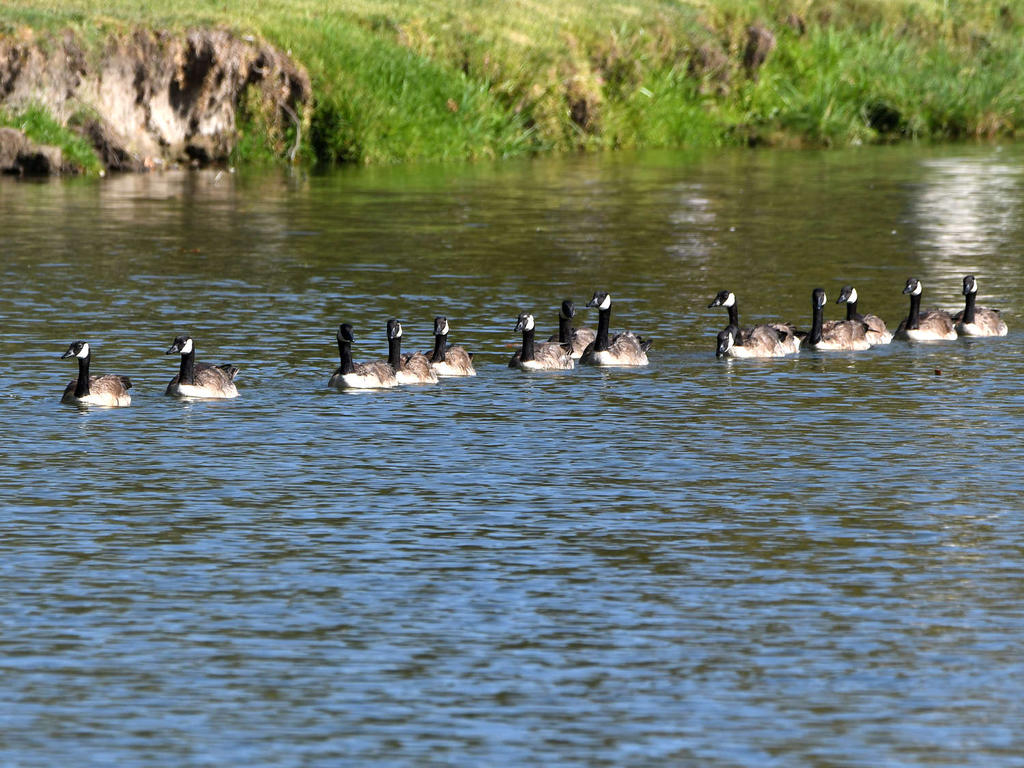 Geese.jpg