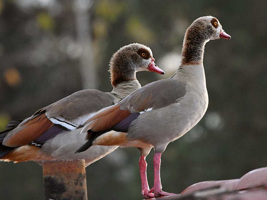 Geese.jpg