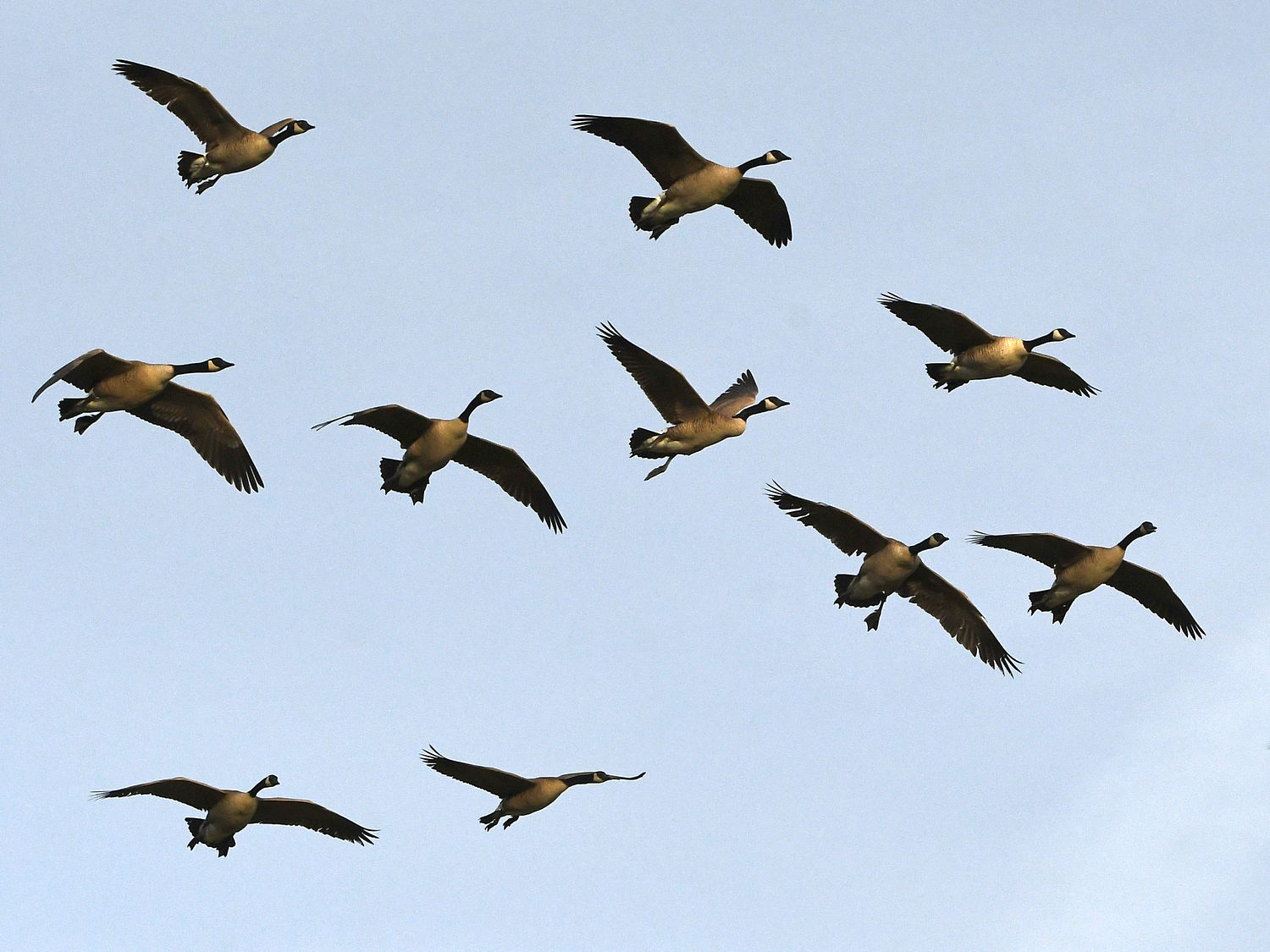 Geese.jpg