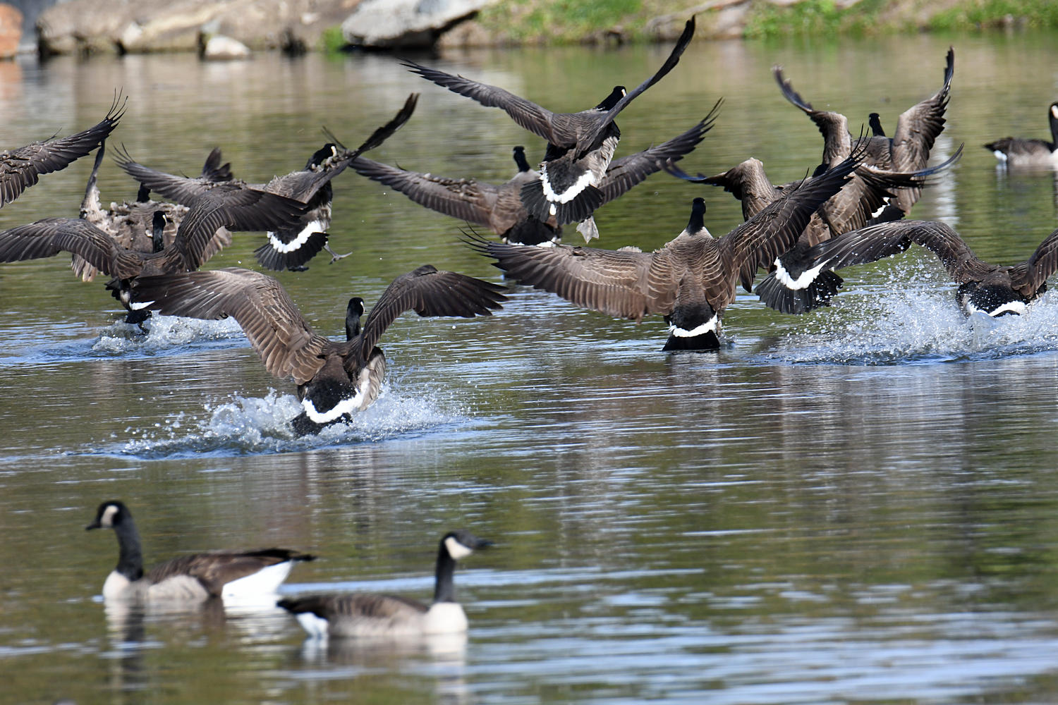 Geese.jpg
