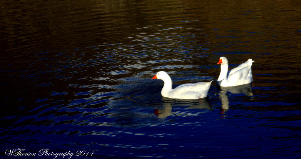 Geese on Farmington Pond 2.jpg