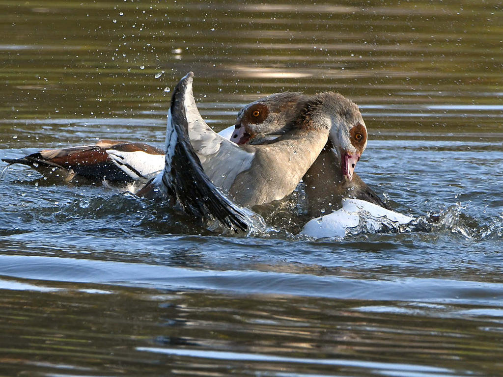 Geese10.jpg