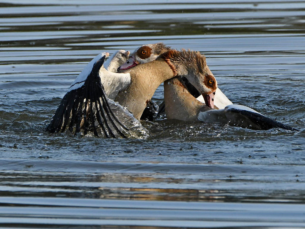 Geese14.jpg