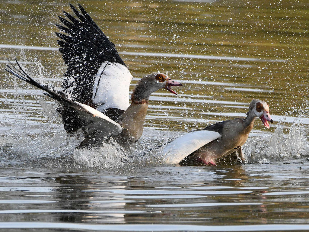 Geese19.jpg