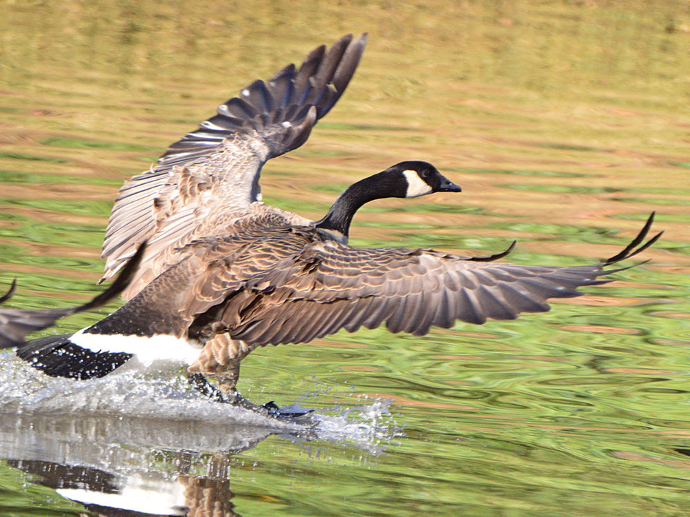 Geese2.jpg