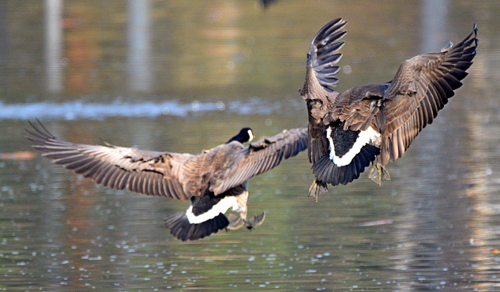 Geese2.jpg