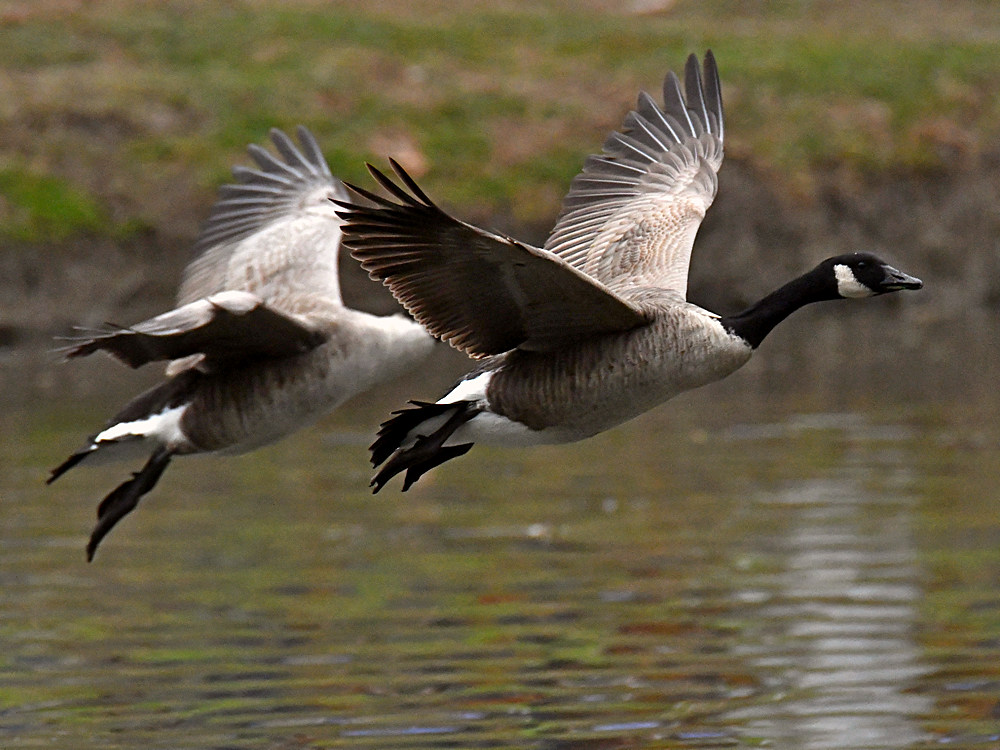 Geese2.jpg