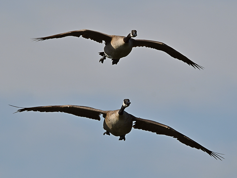 Geese2.jpg