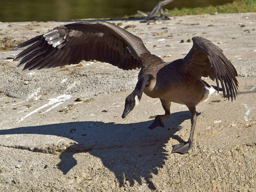 Geese2.jpg