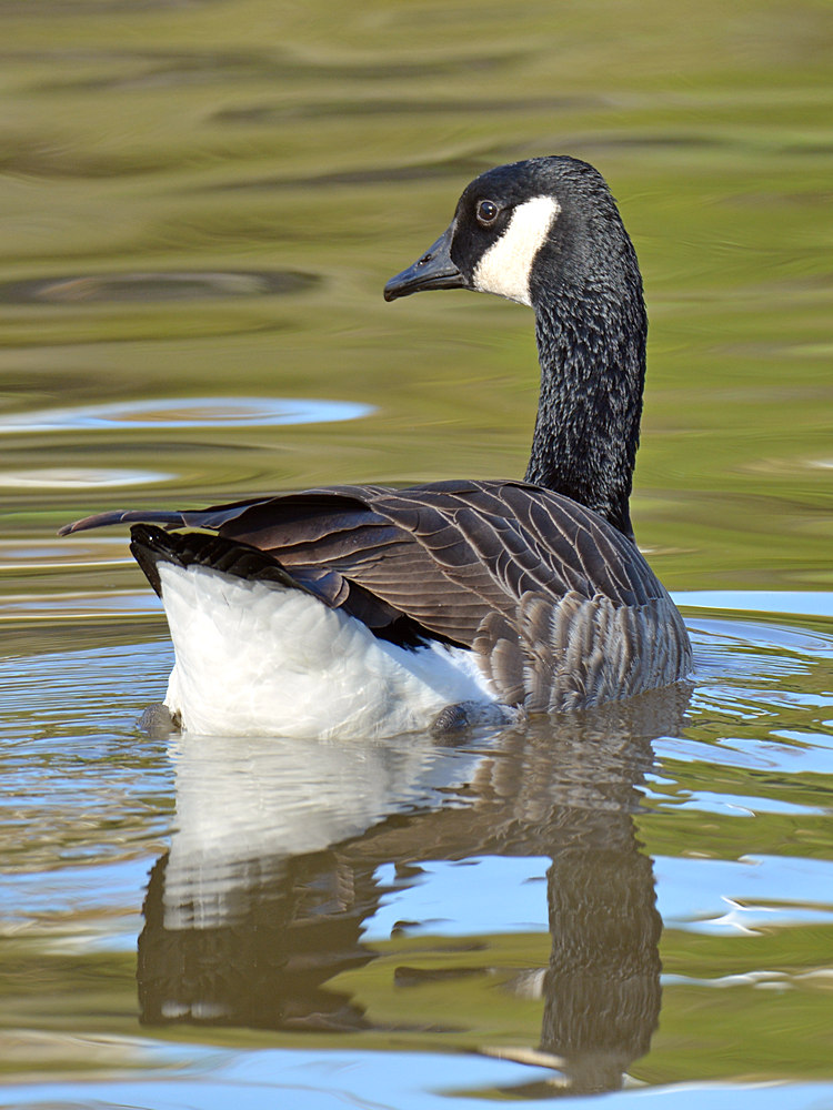 Geese3.jpg