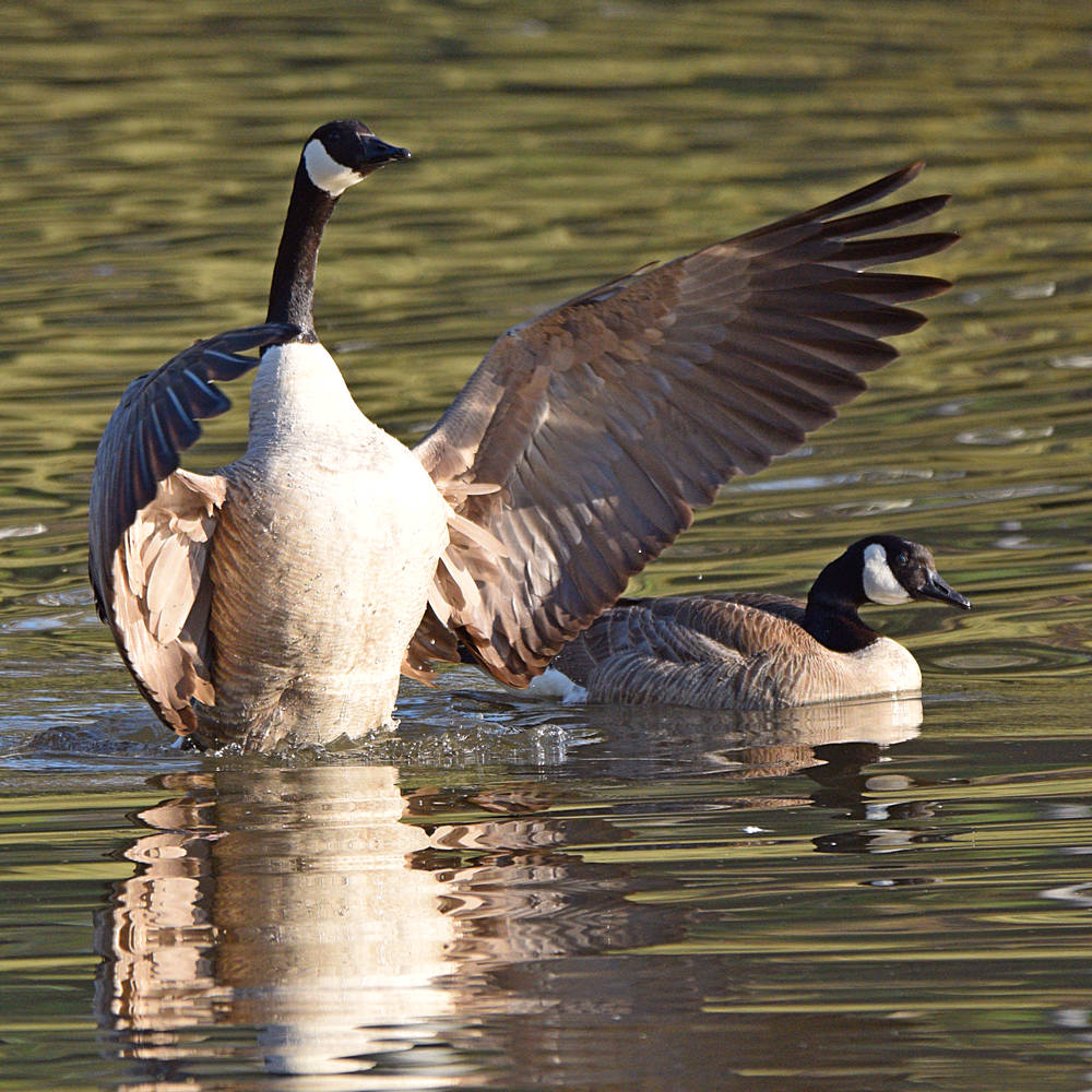 Geese3.jpg