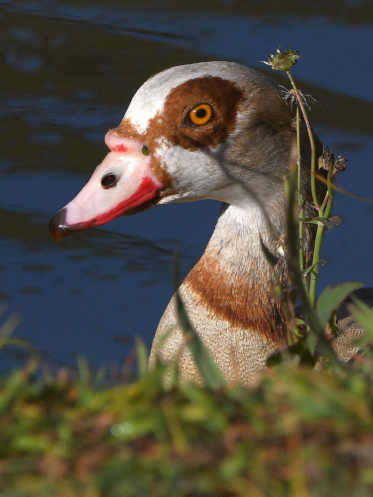 Geese3.jpg
