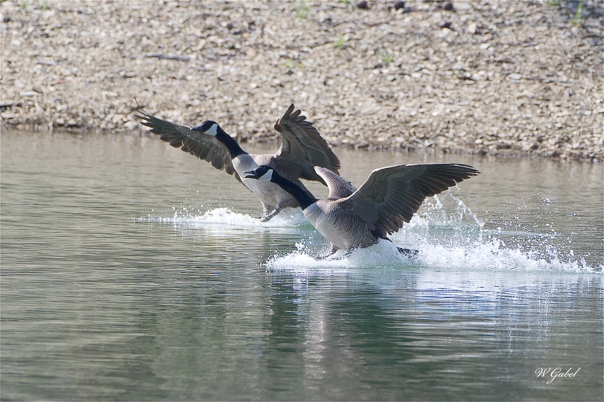 Geese4570 sm.jpg
