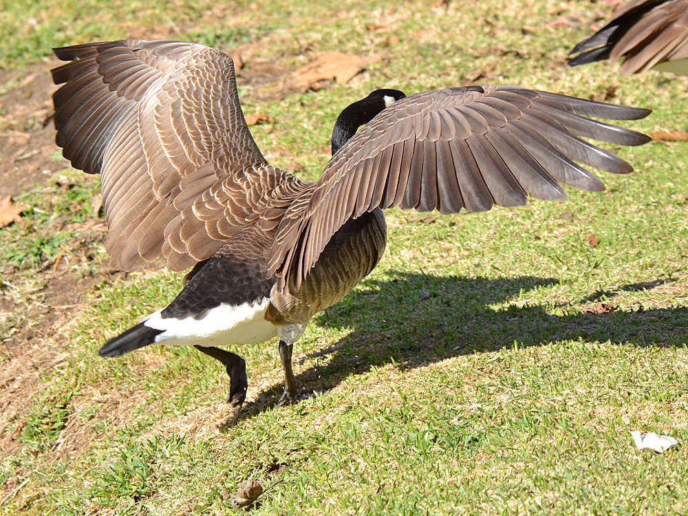 Geese5.jpg