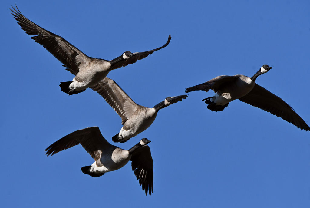 Geese5.jpg