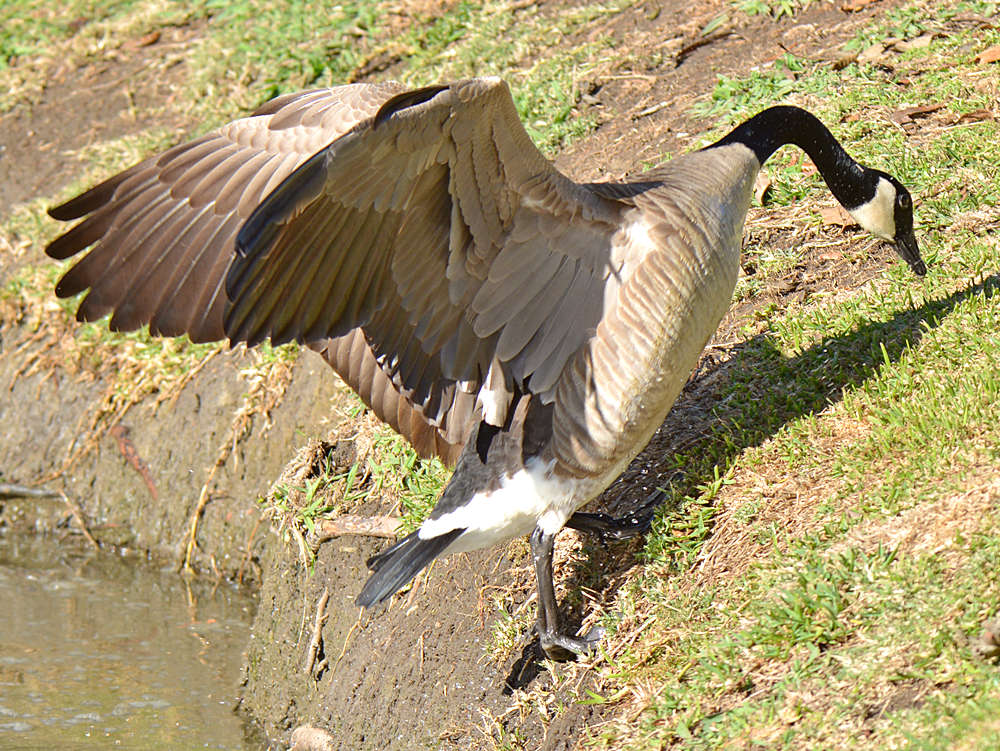 Geese6.jpg