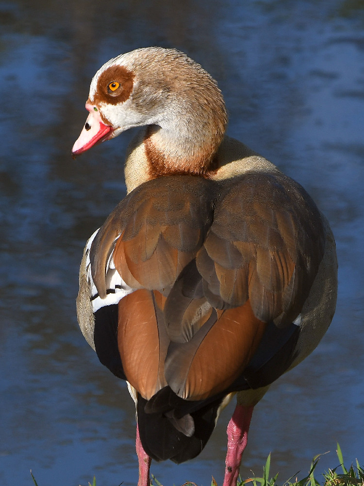 Geese6.jpg