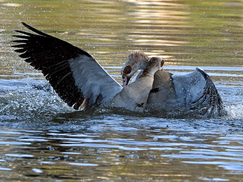 Geese6.jpg