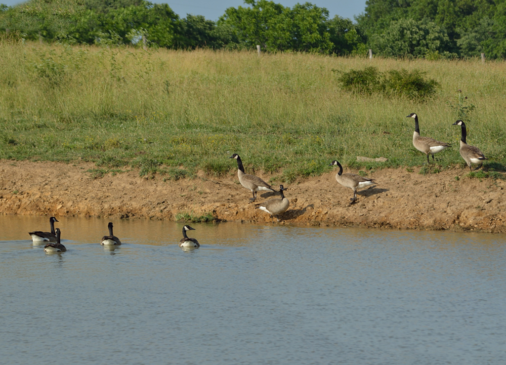 Geese_Multiplicity_Cropped.jpg Geese_Multiplicity_Cropped.jpg