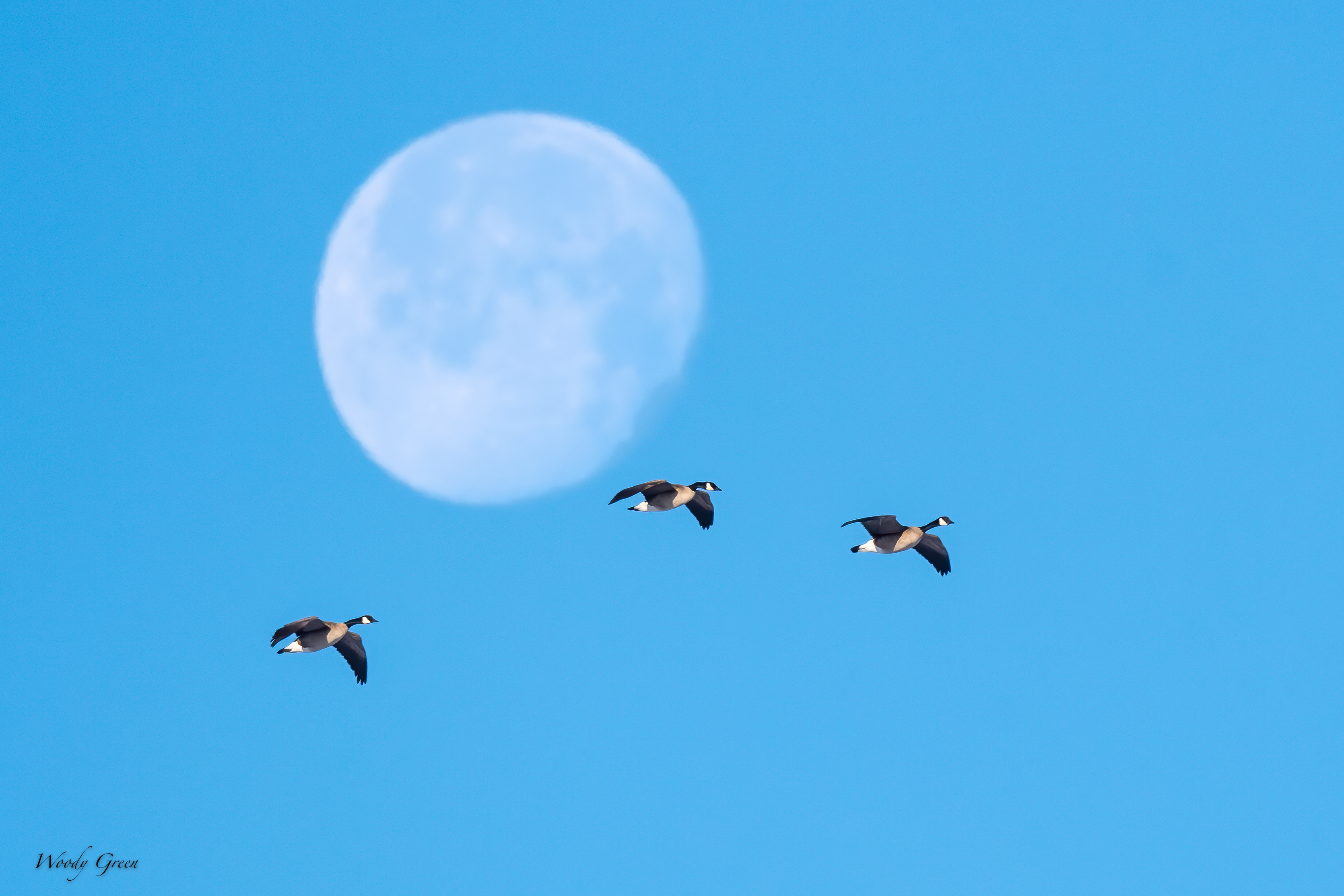 GeeseMoon-535.jpg