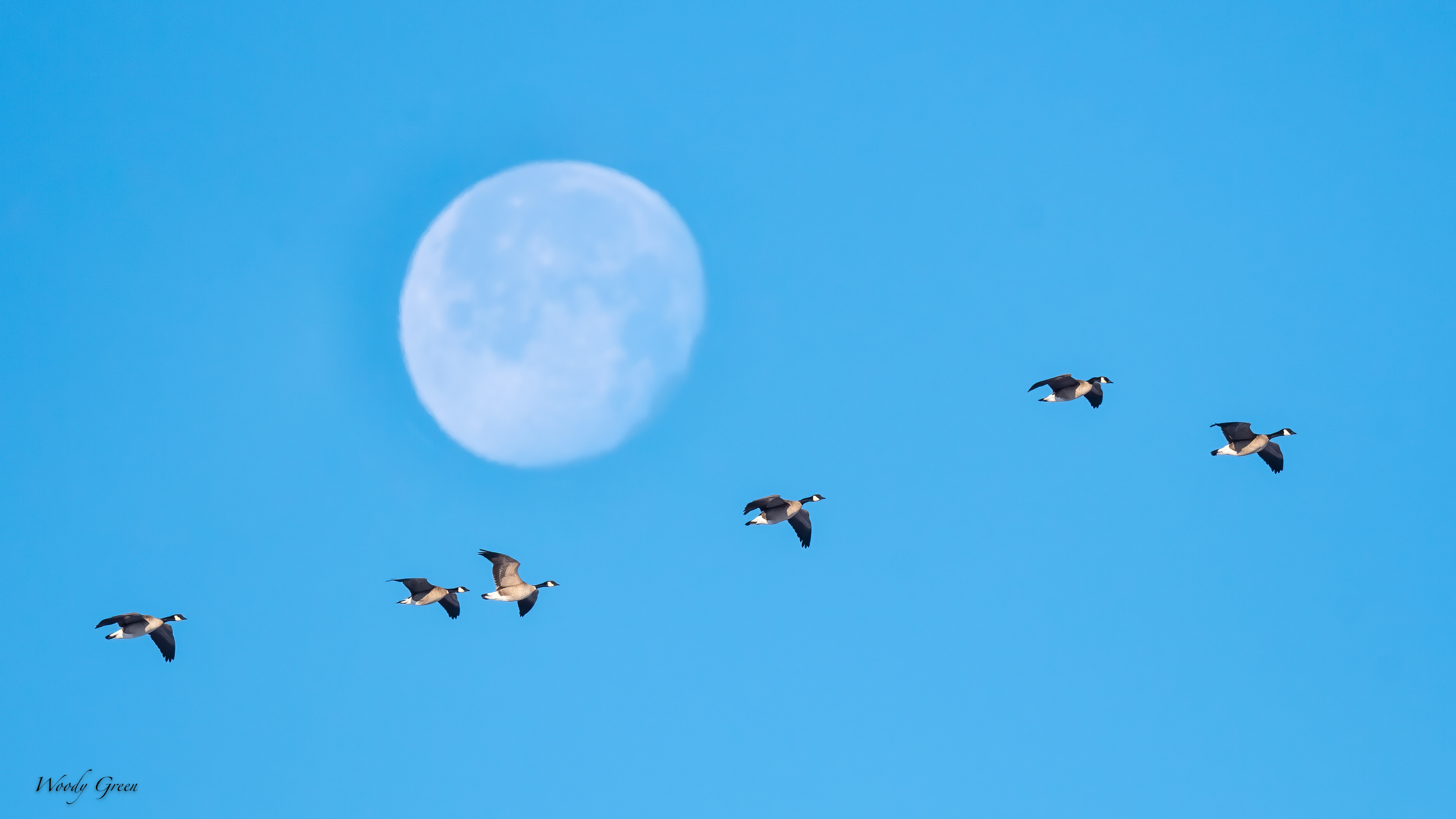 GeeseMoon-536.jpg