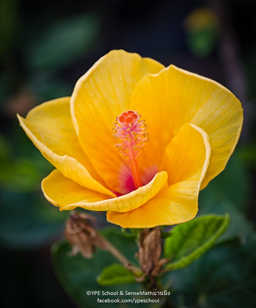 gelb-yellow-1.jpg