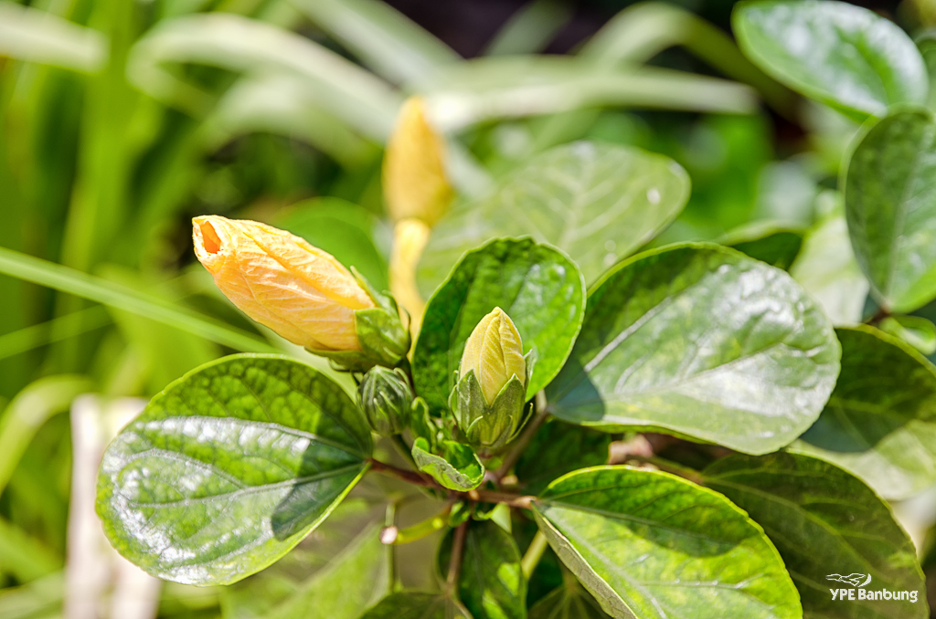 gelb-yellow-flower-blume-1.jpg