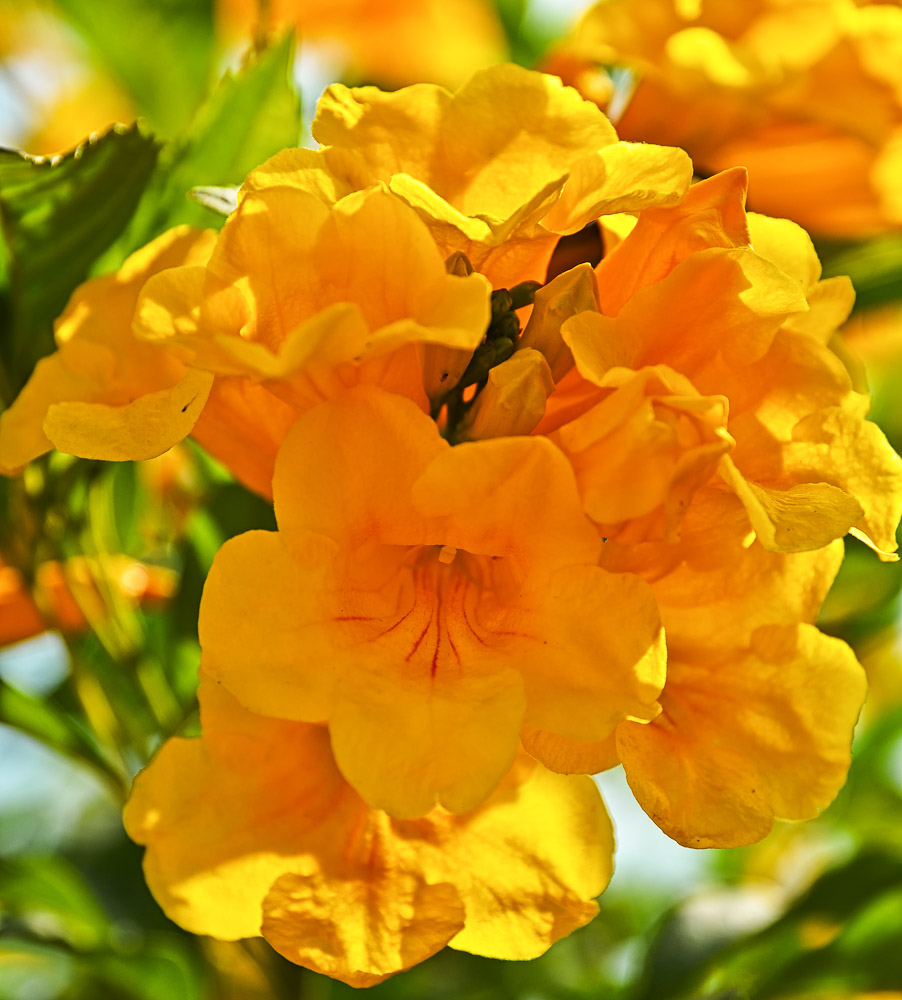 gelbeblume-1.jpg