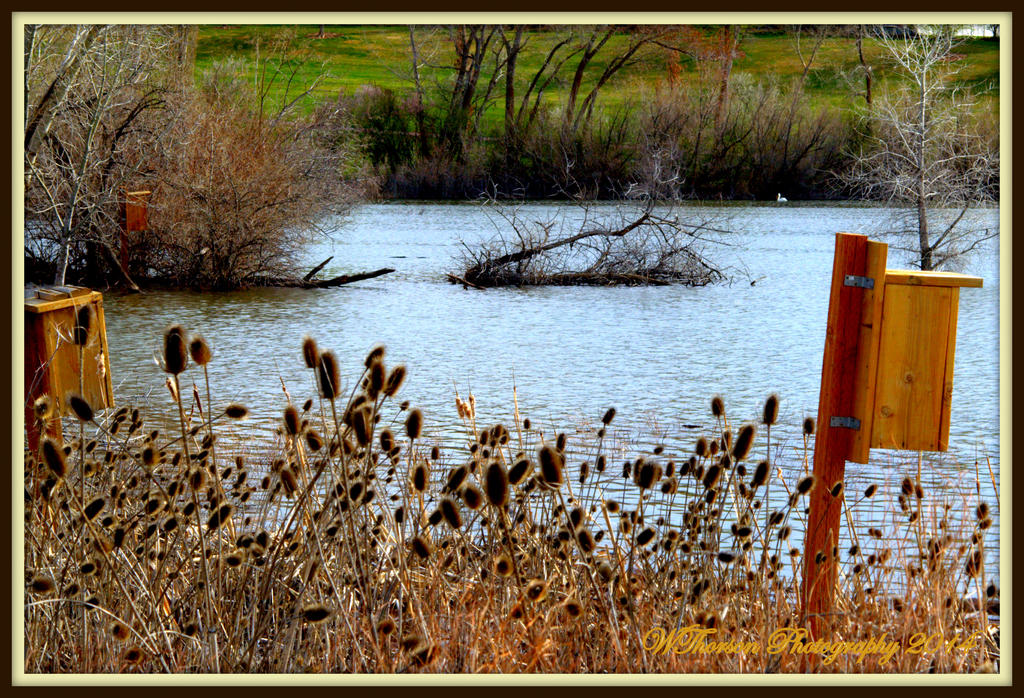 Gentile Pond.jpg