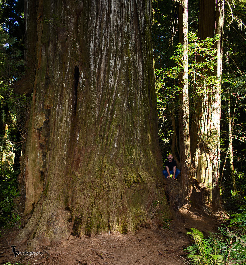 George Frog In Redwood.jpg