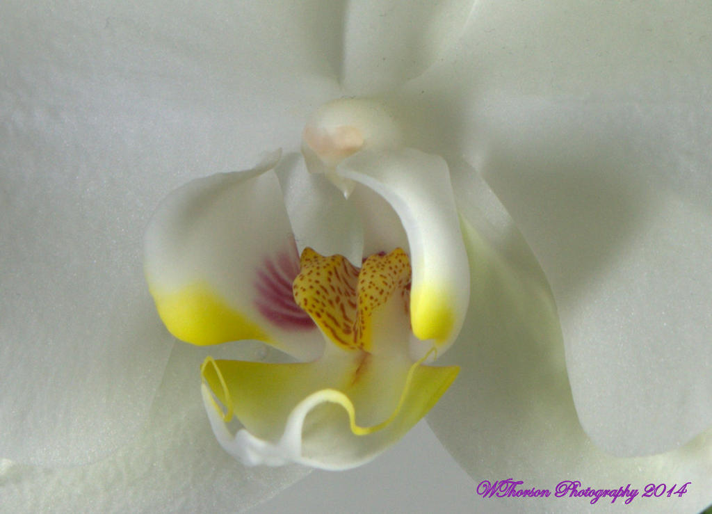 Georgia O'Keefe Orchid.jpg